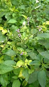 Epimedium (Goat Weed)