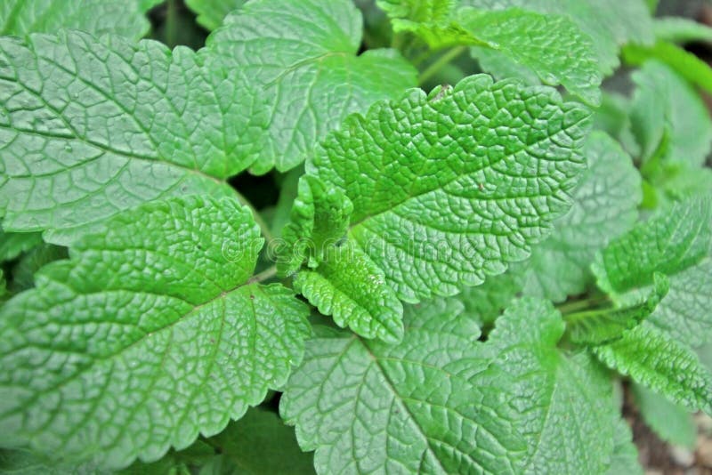 Lemon Balm
