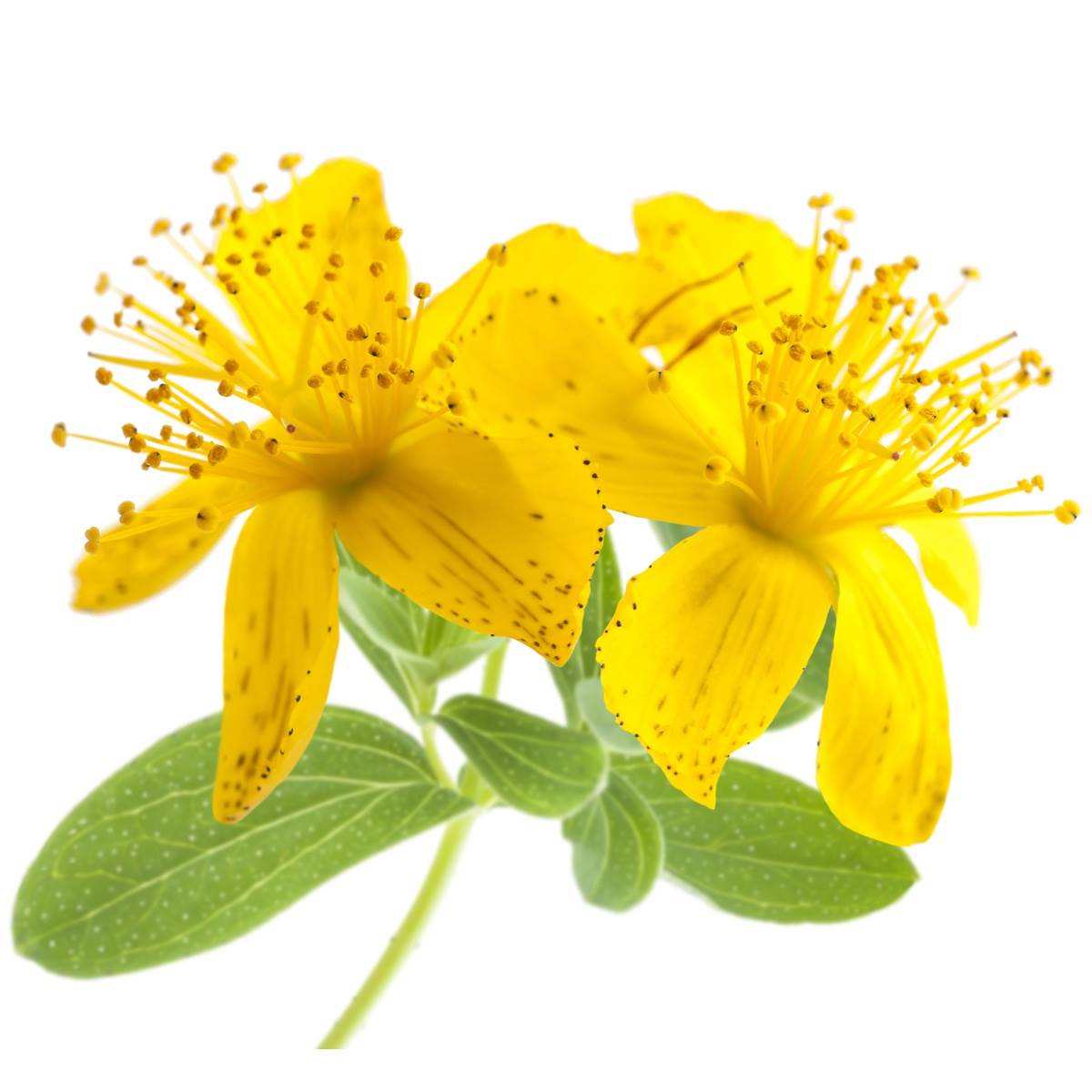 Organic St. John's Worth Herb Powder