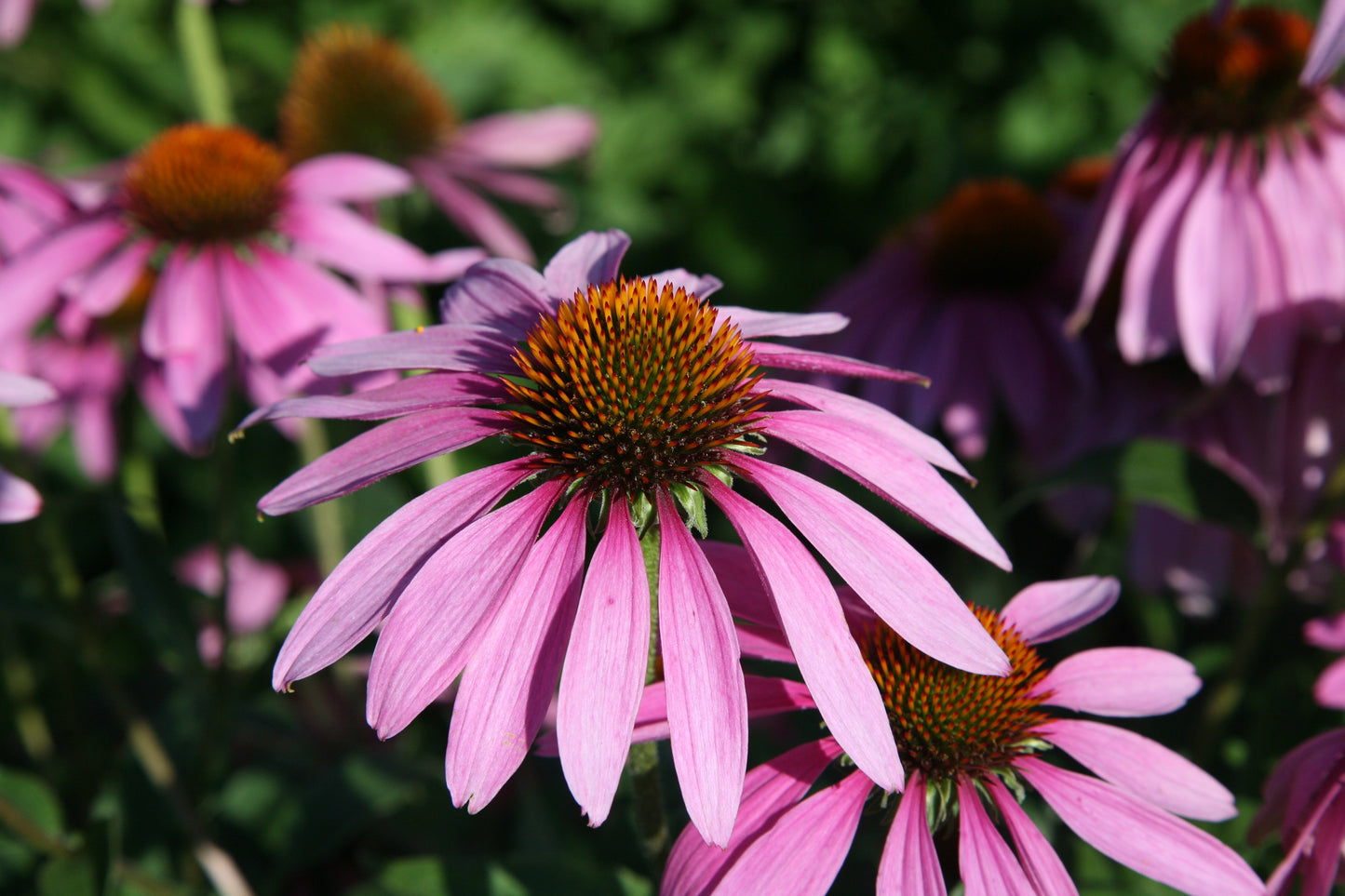 Organic Echinacea