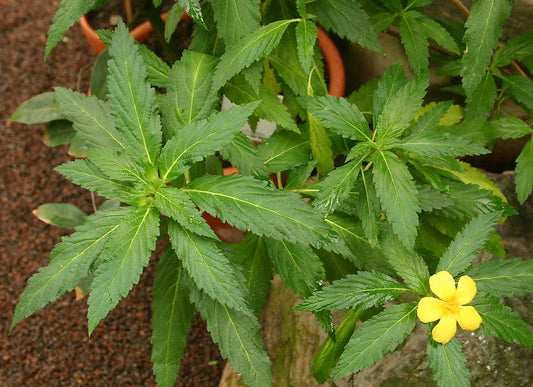 Damiana Leaf