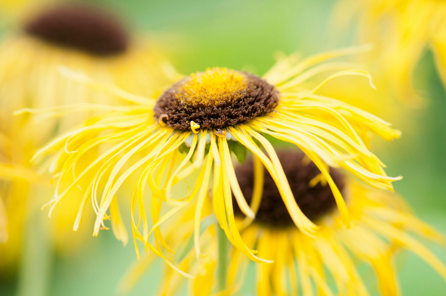 Elecampane,