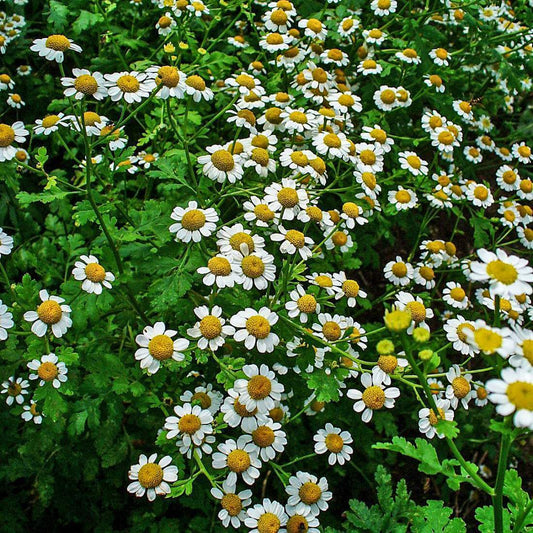 Feverfew Herb C/S Organic