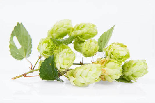 Hops Flowers Whole