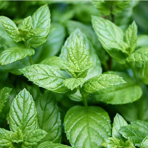 Peppermint Leaf Cut & Sift Organic