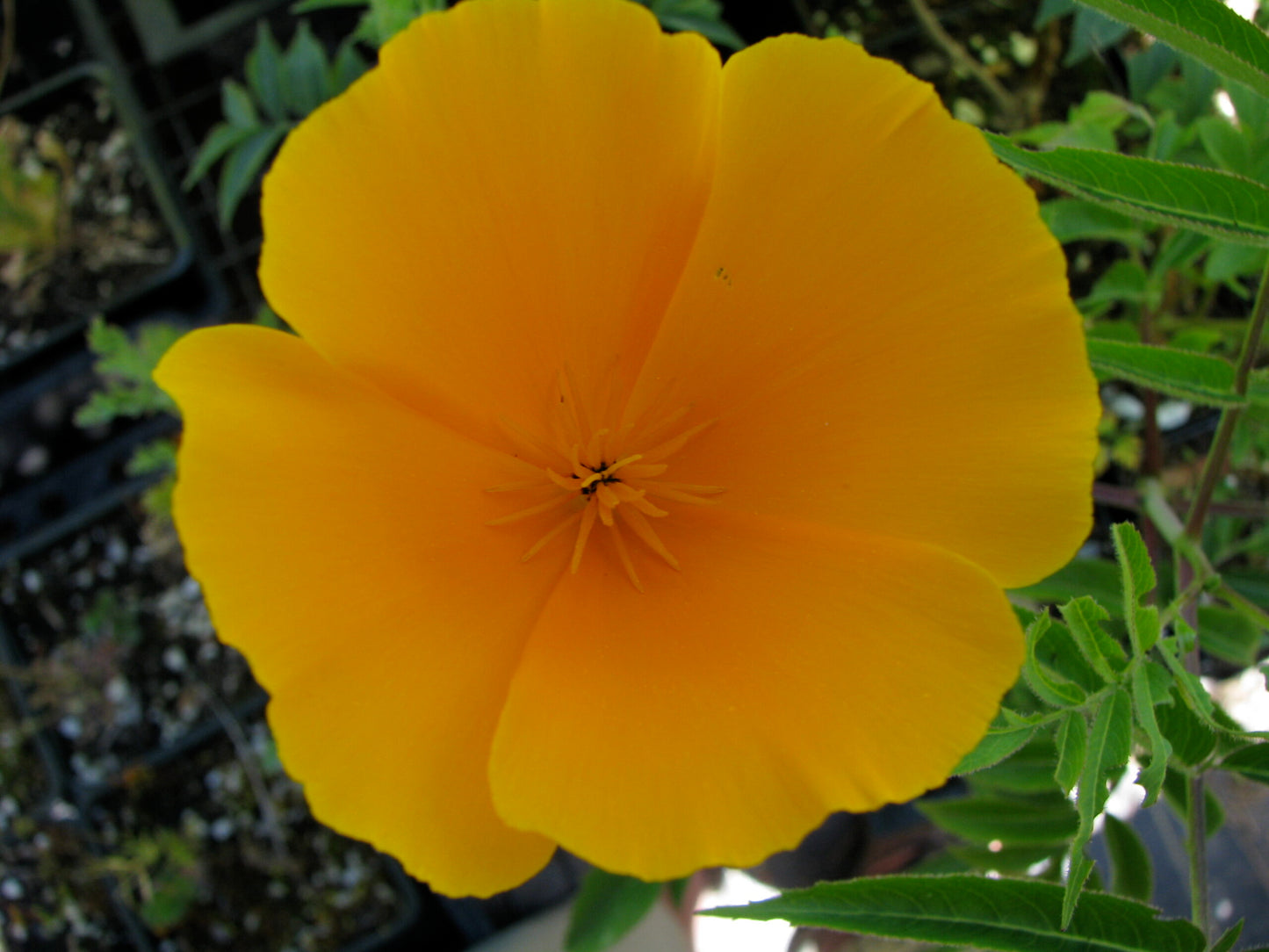 California Poppy Herb C/S Organic