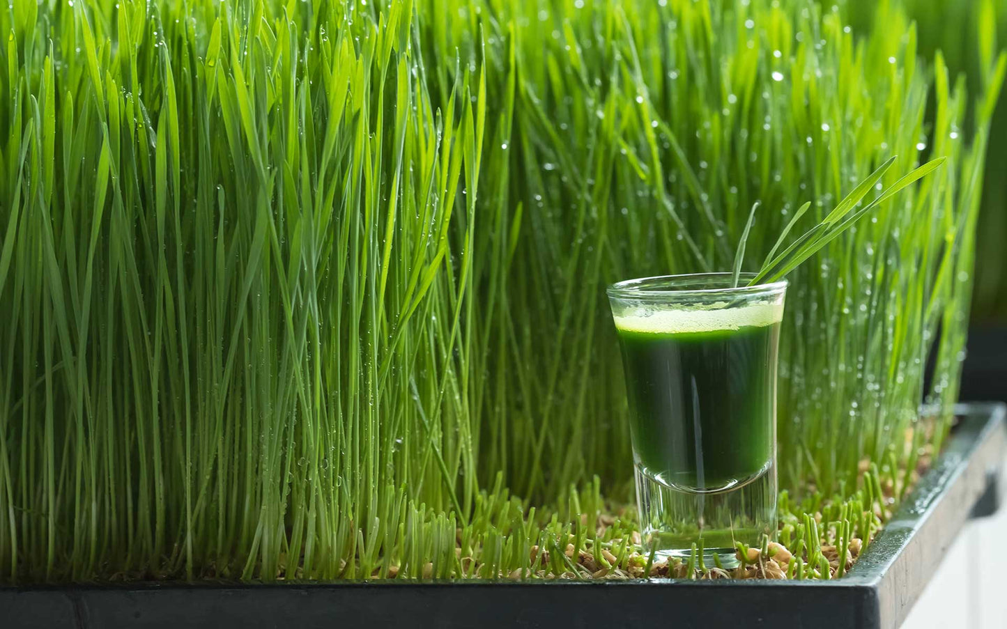 Wheatgrass Powder Organic